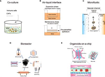 The applications and techniques of organoids in head and neck cancer therapy